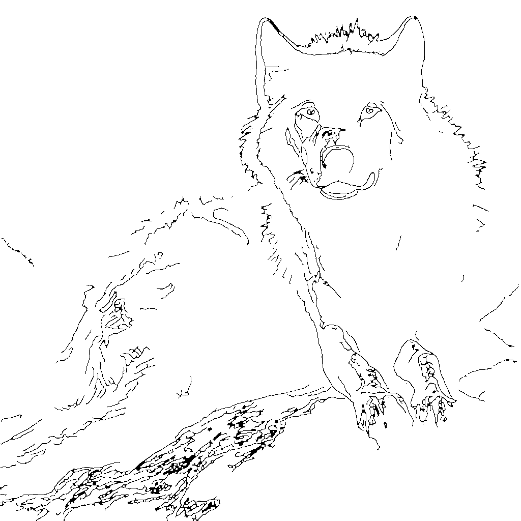 Photo to Coloring Page